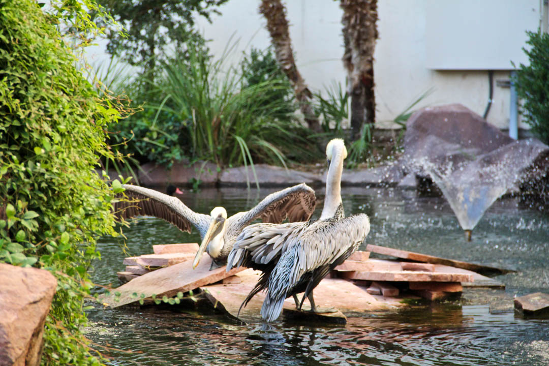 Flamingo casino wildlife habitat