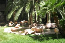 Flamingo Wildlife Habitat